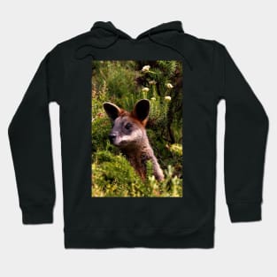 Curious Kangaroo Hoodie